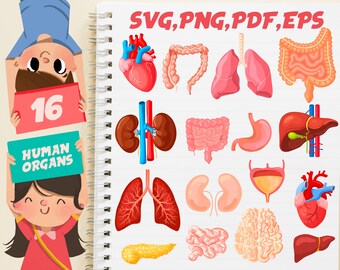 Download Human Body Svg Etsy