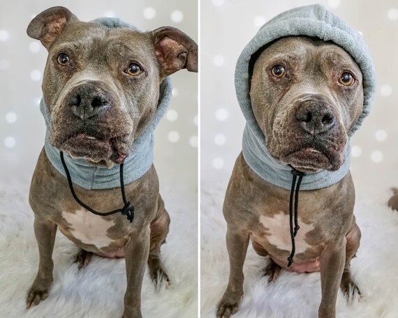Hats for pitbulls cheap