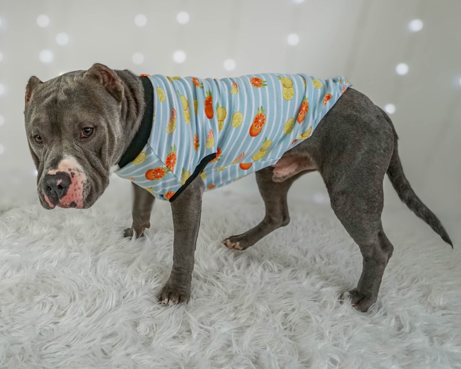 Dog Clothes For Pit Bulls
 Pitbull Tank Top Citrus Dog Clothes Made To Measure