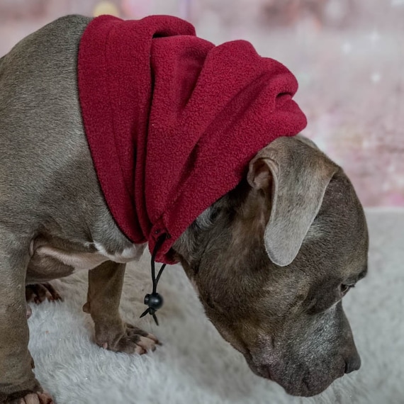 Pitbull dog hats cheap