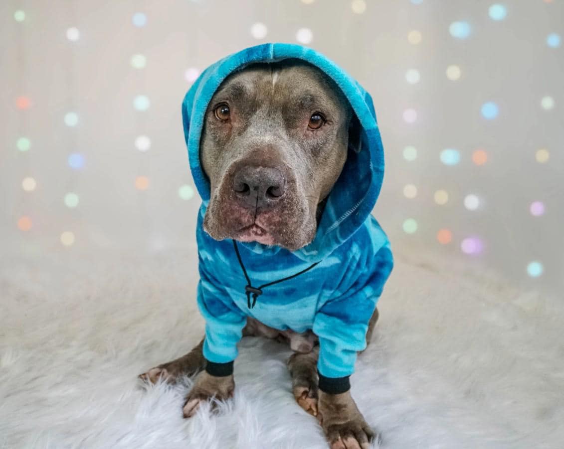 Pitbull Dog Hoodie Australia