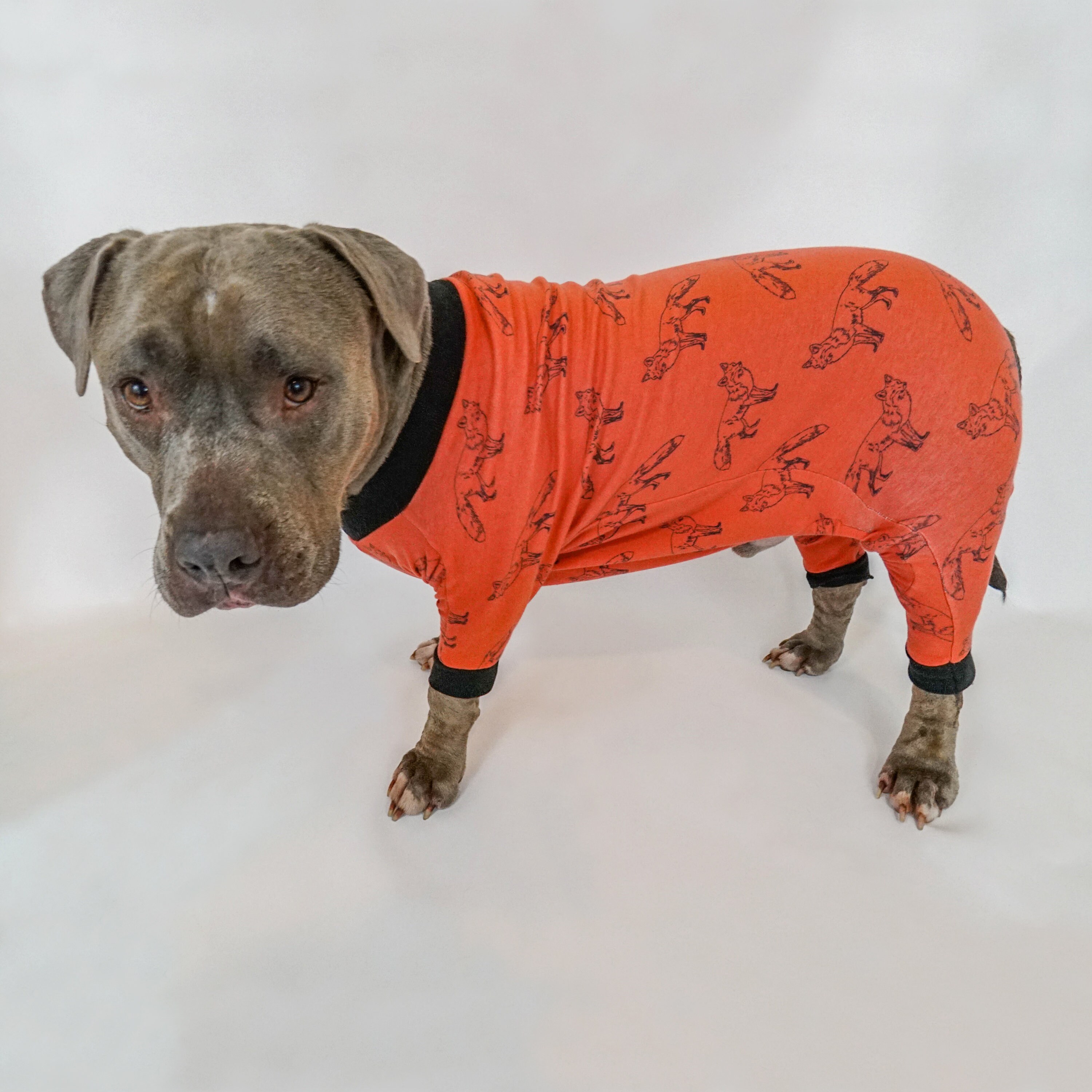pitbull onesie