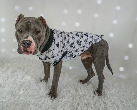 pitbulls in clothes