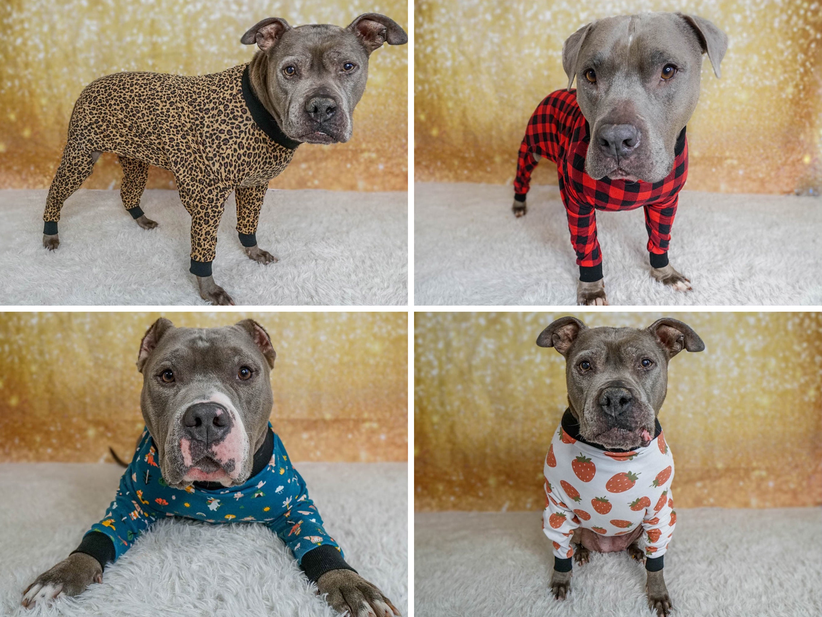 pit bulls in sweaters