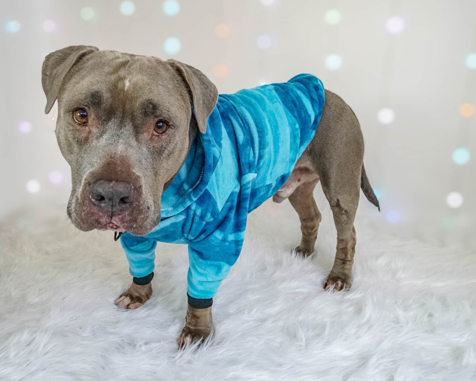 Pitbull Hoodie Blue Tie-Dye Custom Pitbull Sweatshirt | Etsy