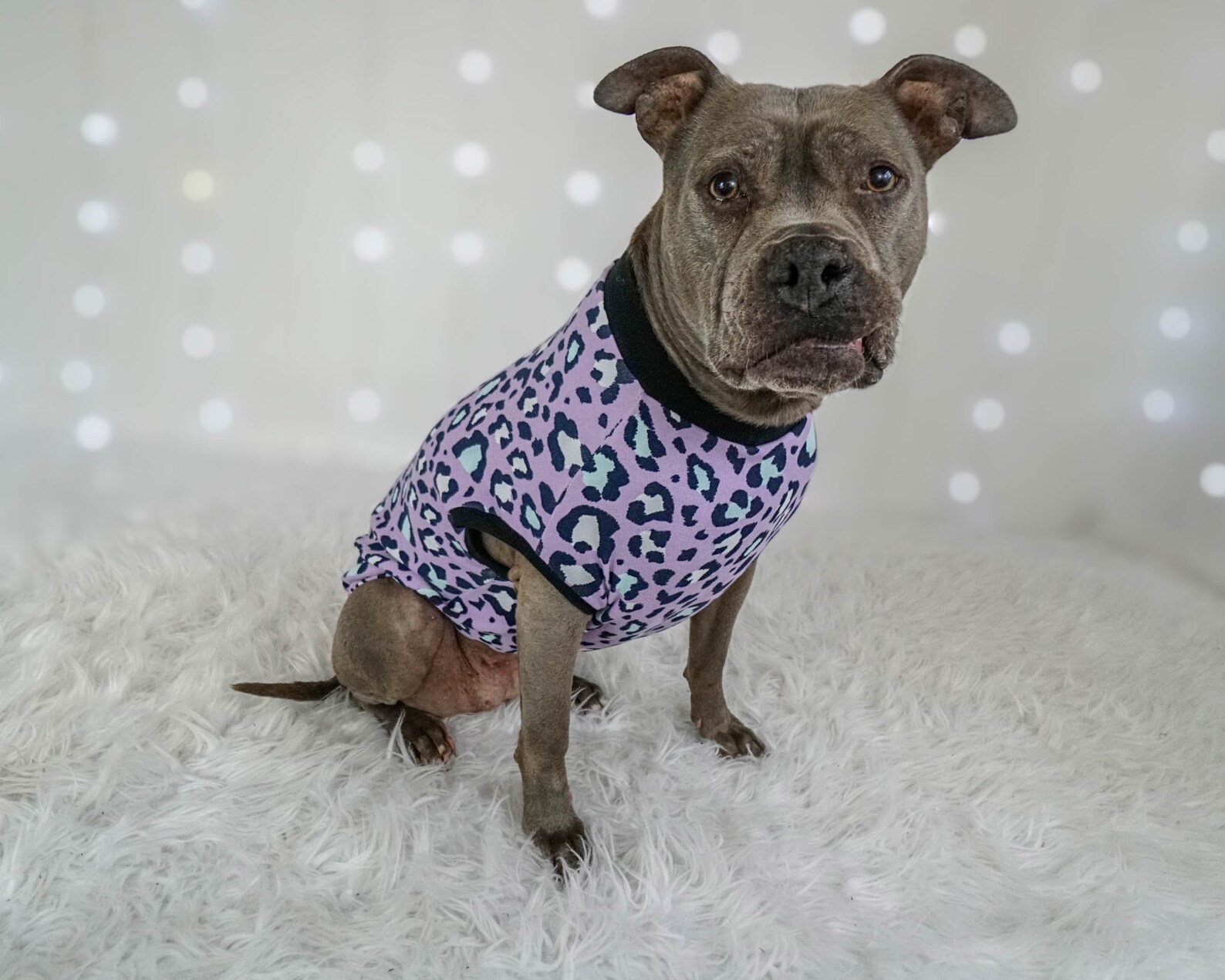 Pitbull Tank Top Leopard Dog Clothes Made To Measure Etsy