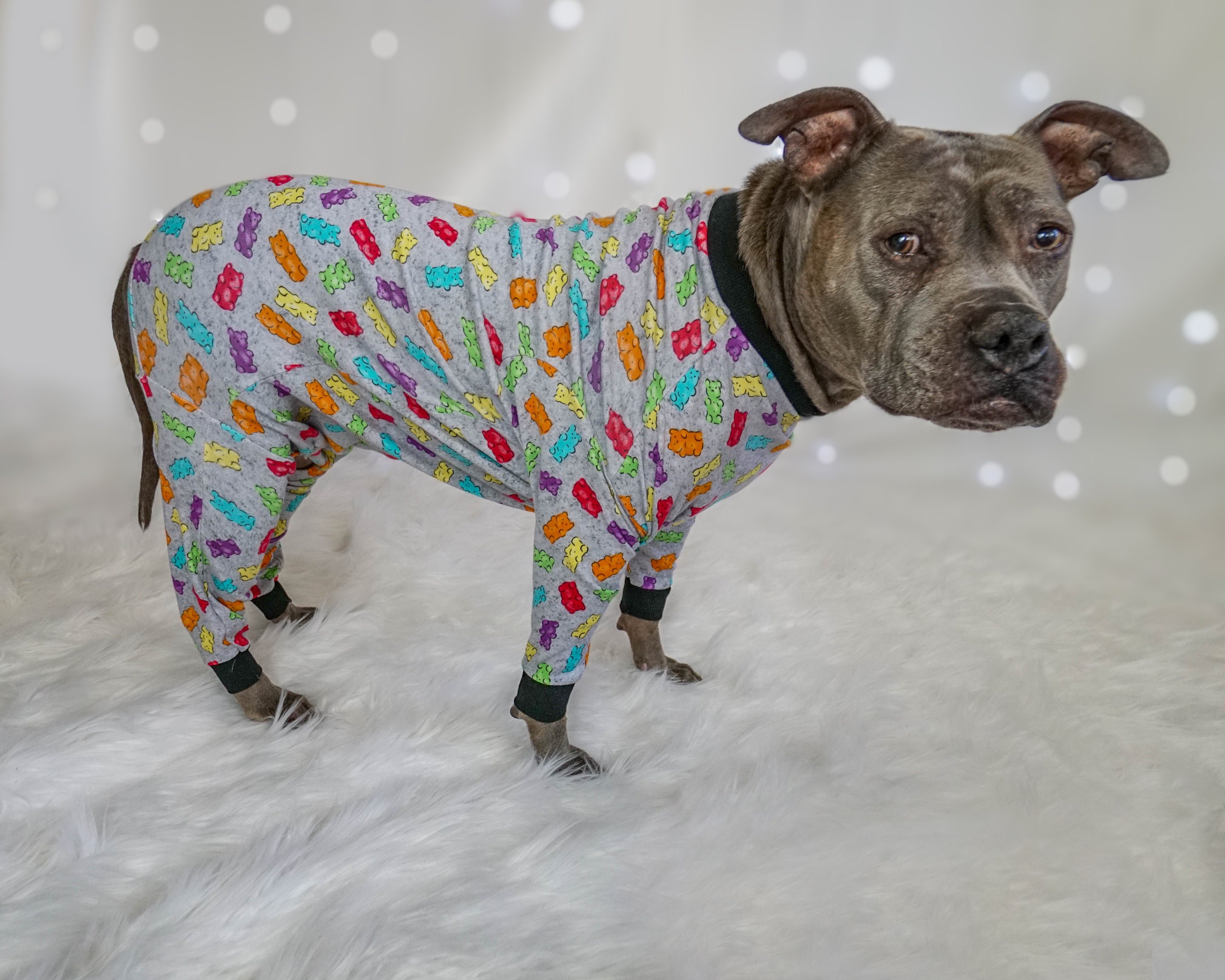 pitbulls in clothes