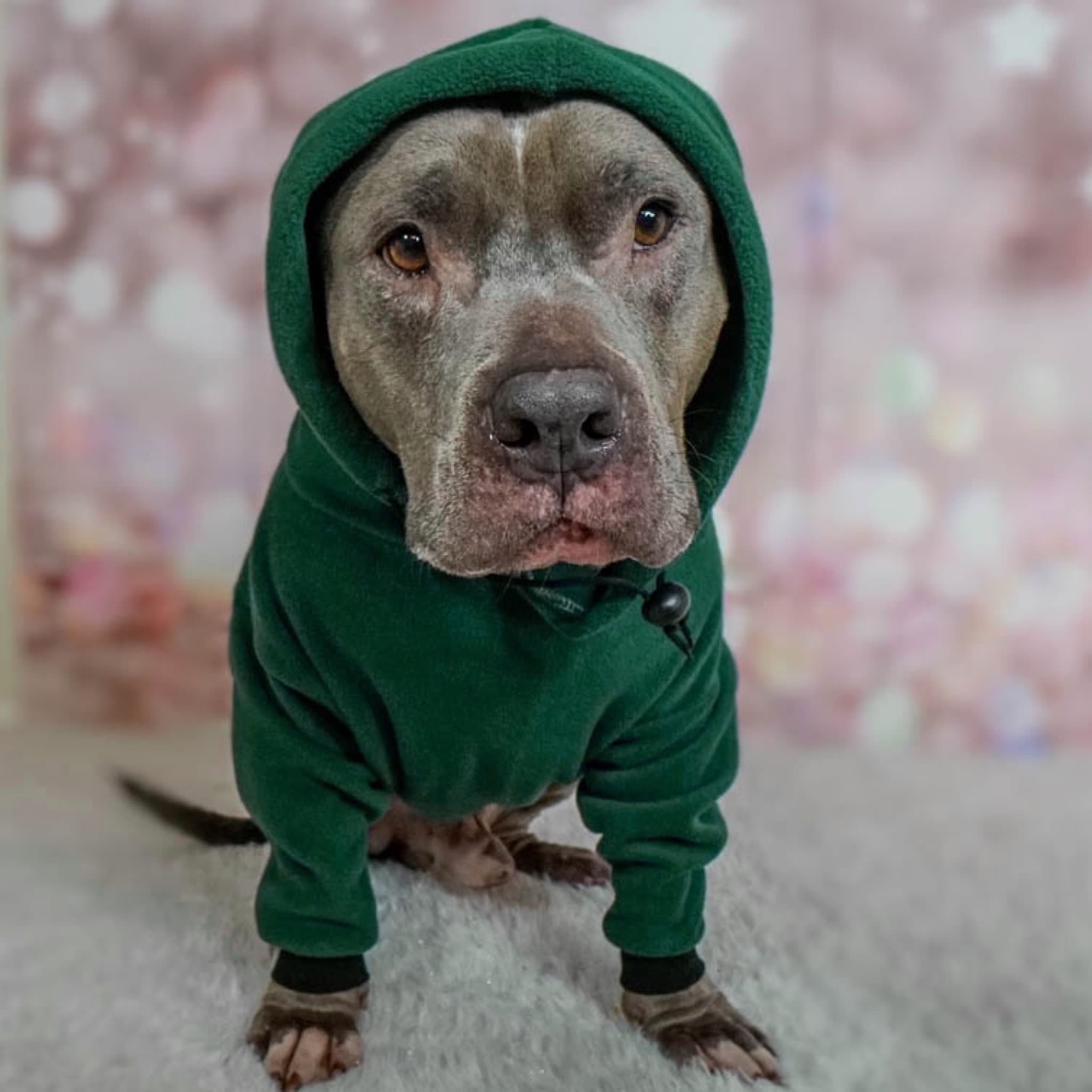 Sudadera con capucha Pitbull Sudadera con capucha Pitbull hecha a