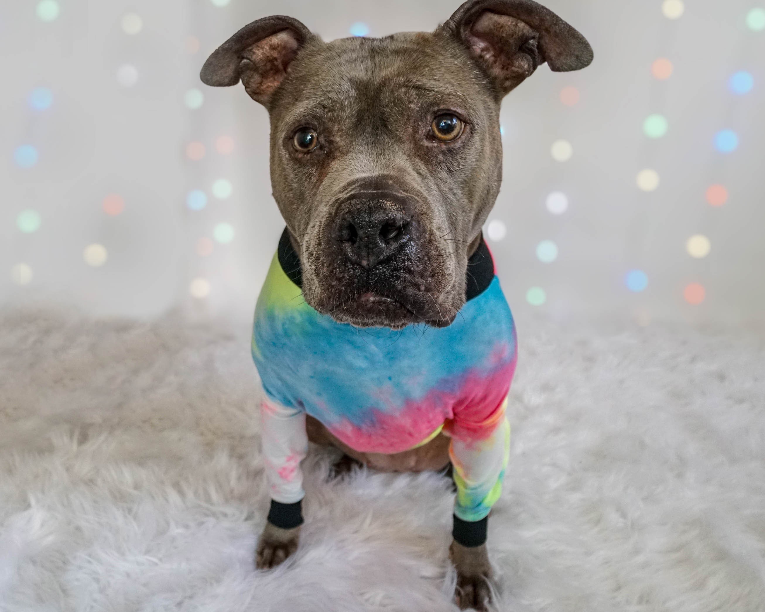 TieDye Pitbull Shirt Dog Clothes Made To Measure Custom Etsy