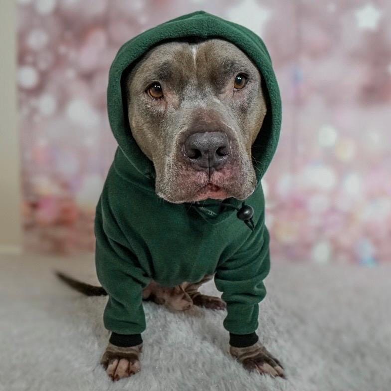 Pitbull outfits online