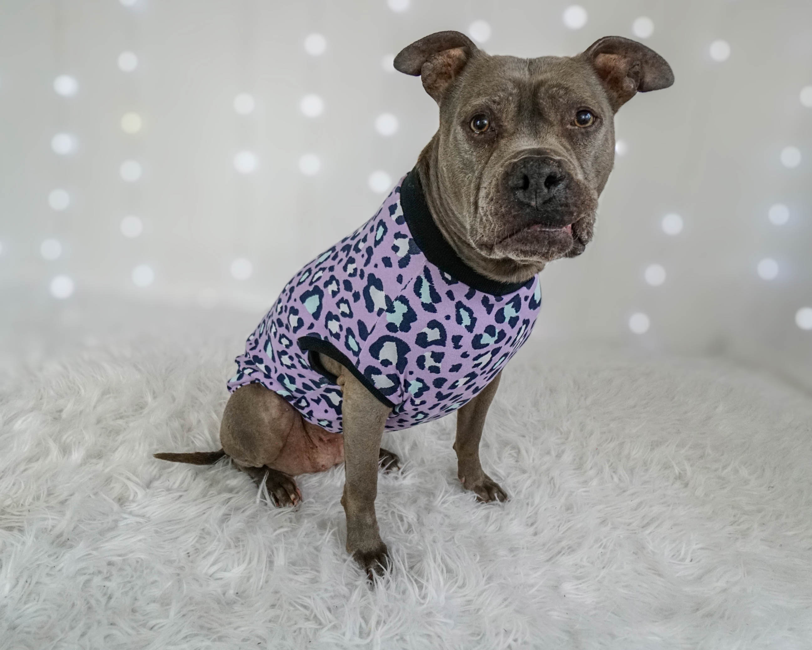 Dog Clothes For Pit Bulls
 Pitbull Tank Tops custom Dog Clothes made to Measure