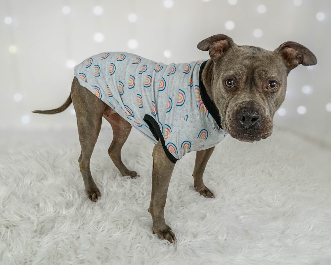 Dog Clothes For Pit Bulls
 Pitbull Tank Top Rainbows Dog Clothes Made To Measure