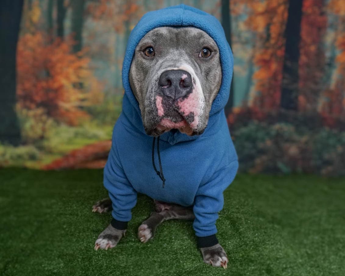 Pitbull Hoodie blue handmade Sweatshirt Hoodie - Etsy