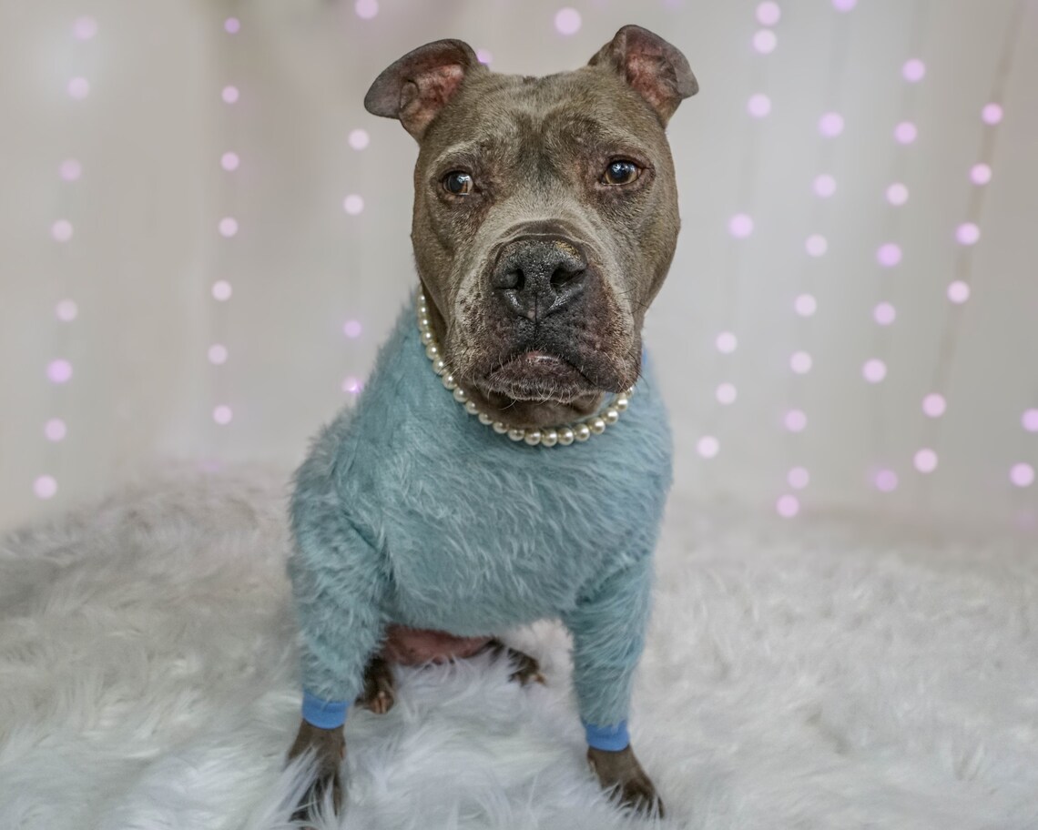 Pitbull Fur Sweater blue Made To Measure Pitbull Sweater Etsy