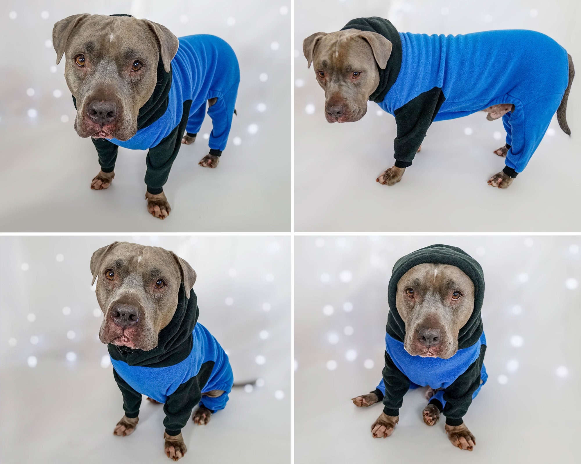 dog tracksuit