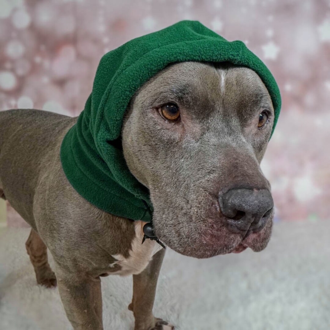 Green Pitbull Hat pitbull Snood Pitbull Scarf Pitbull - Etsy