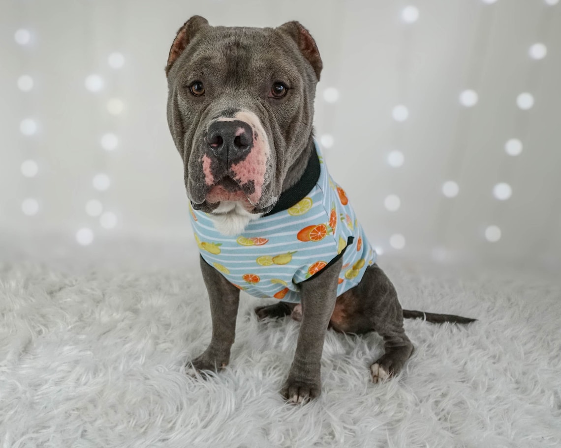 Pitbull Tank Top Citrus Dog Clothes Made To Measure Etsy