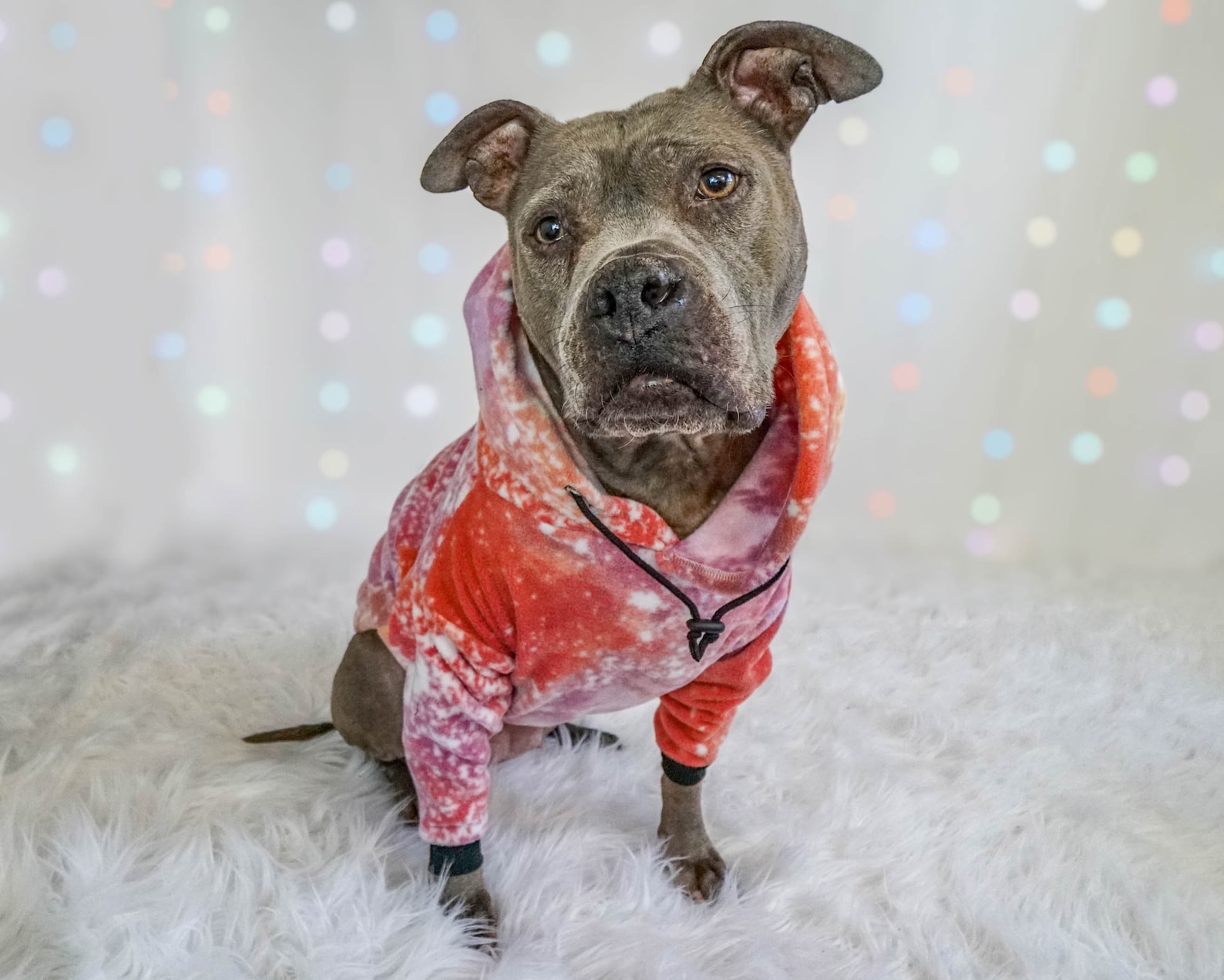 TieDye Pitbull Hoodies Dog Clothes Made To Measure Custom Etsy