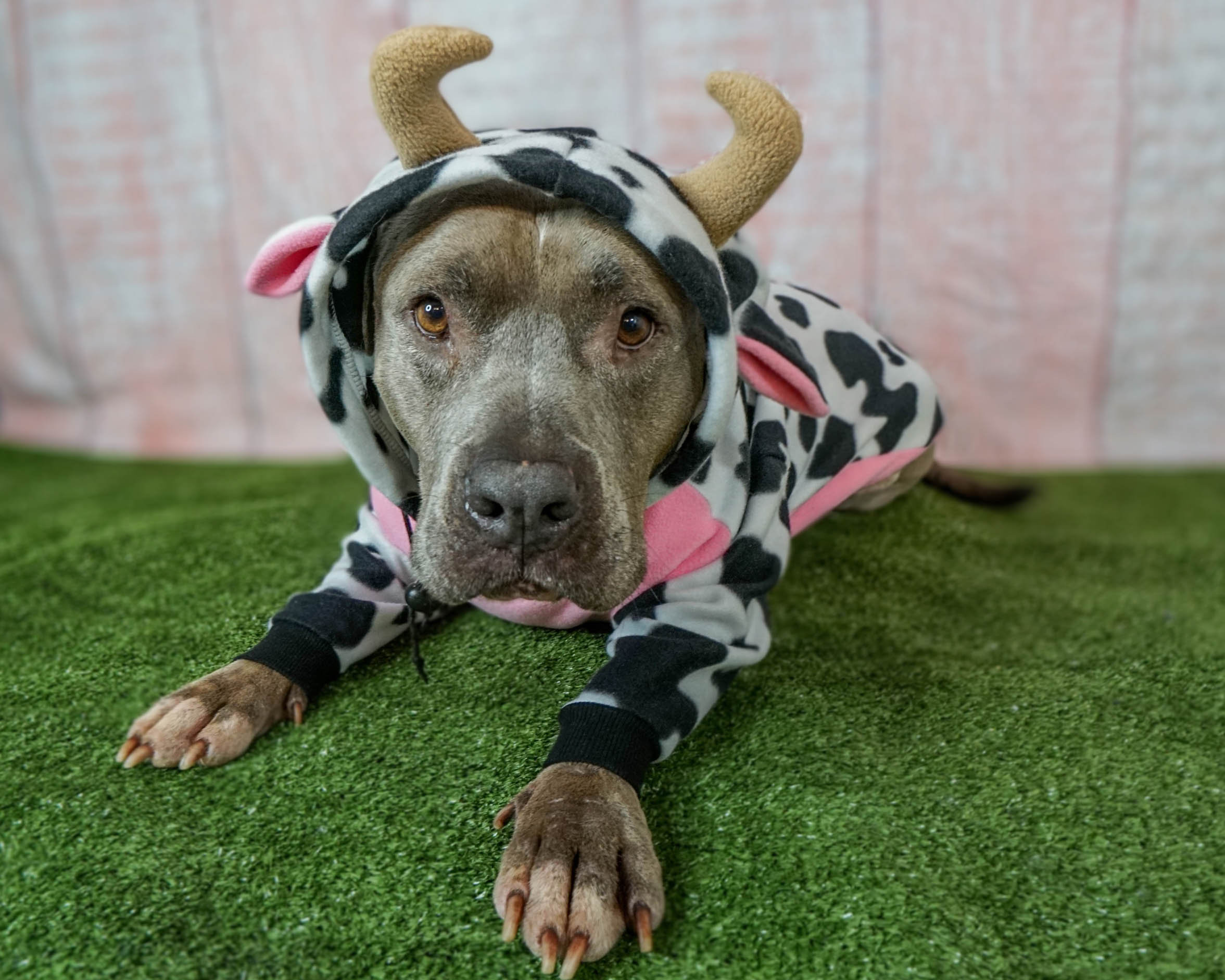 Pitbull Cow Costume custom Pitbull Sweatshirt Hoodie Pitbull Etsy