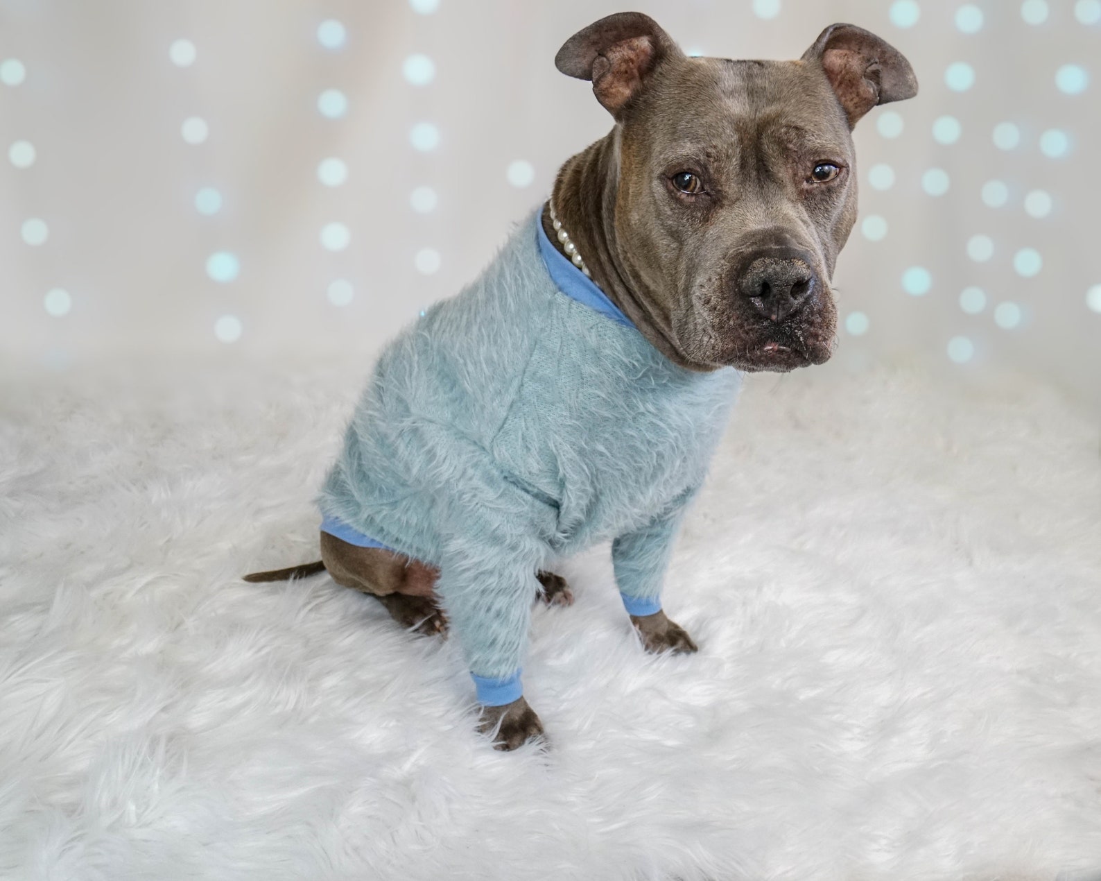 Pitbull Fur Sweater blue Made To Measure Pitbull Sweater Etsy
