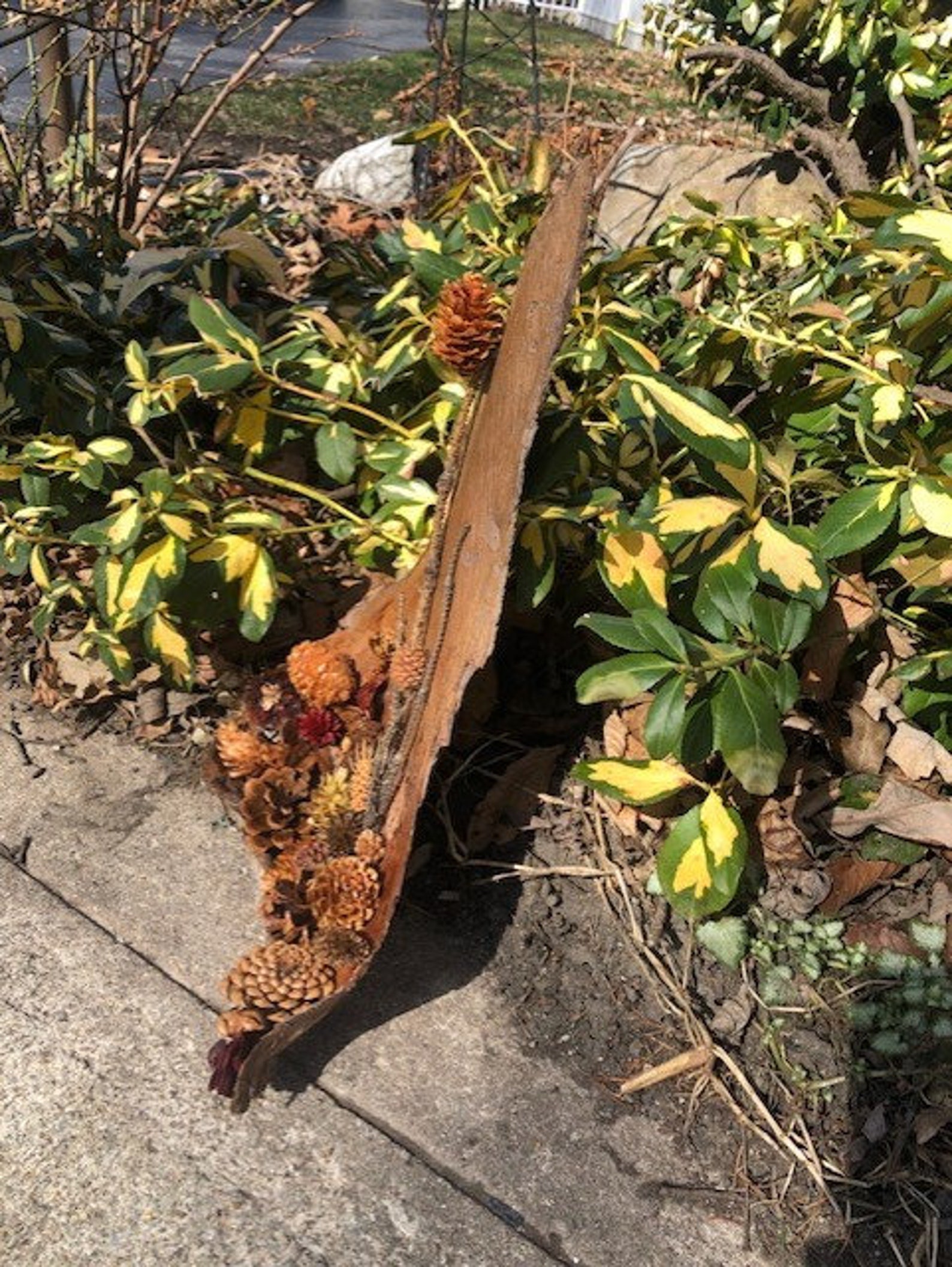 Natural Palm Bark embellished with all Natural Pinecone Art Etsy