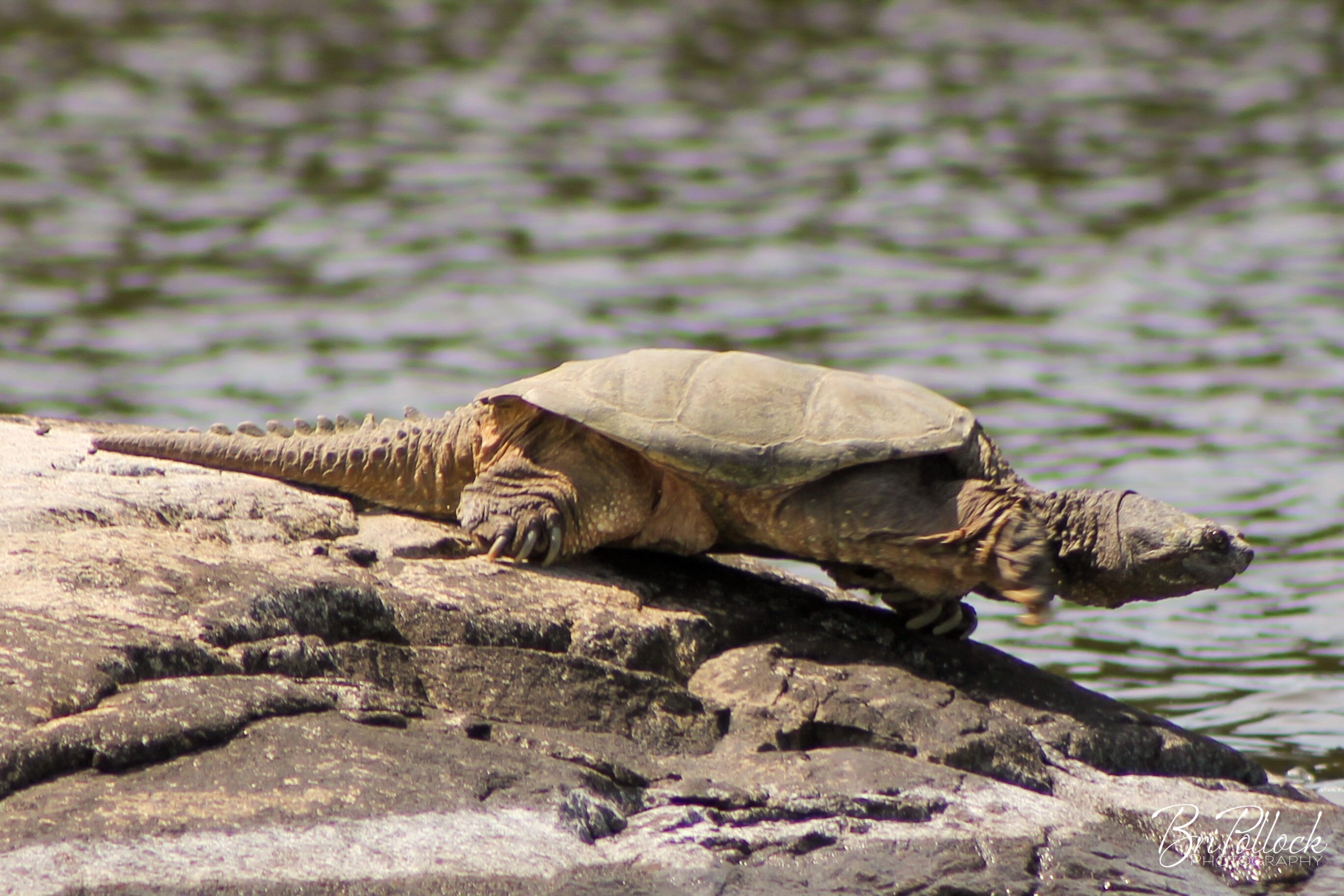 Snapping Turtle Canadian Nature Print Northwestern Etsy