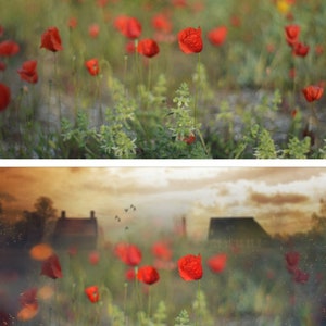 May include: A field of red poppies in bloom, with a blurred background of a sunset and distant houses.