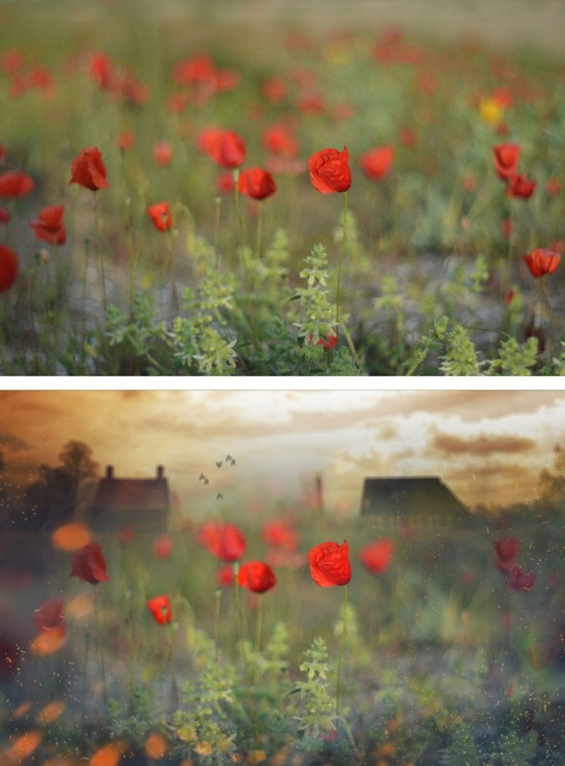May include: A field of red poppies in bloom, with a blurred background of a sunset and distant houses.