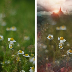 May include: A field of white daisies with yellow centers, in focus, against a blurred green background. The daisies are in various stages of bloom.