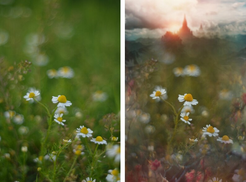 May include: A field of white daisies with yellow centers, in focus, against a blurred green background. The daisies are in various stages of bloom.