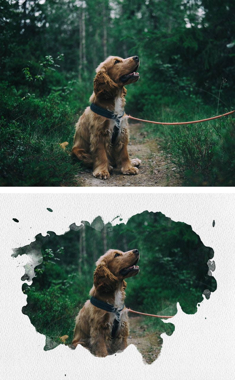 May include: A brown and white cocker spaniel puppy sits on a path in a forest. The puppy is wearing a black collar and is looking up. The forest is green and lush. The puppy is on a leash.