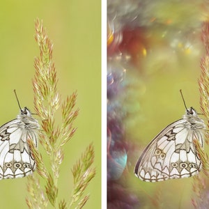 May include: A black and white butterfly with intricate markings sits on a green blade of grass. The background is a soft, blurred green.