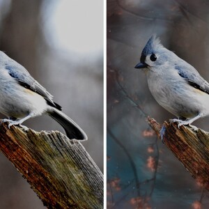 May include: A small, gray and white bird with a black crest sits on a weathered branch. The bird has a black eye and a long, thin tail. The background is blurred and out of focus.