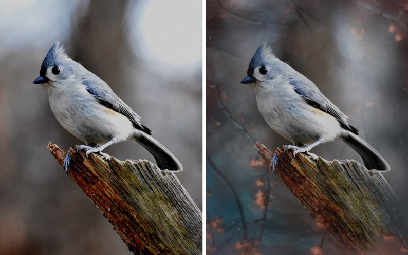 May include: A small, gray and white bird with a black crest sits on a weathered branch. The bird has a black eye and a long, thin tail. The background is blurred and out of focus.