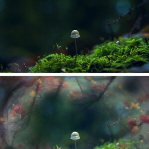 May include: A single, small, white mushroom growing in a bed of green moss. The background is a blurred out green forest.