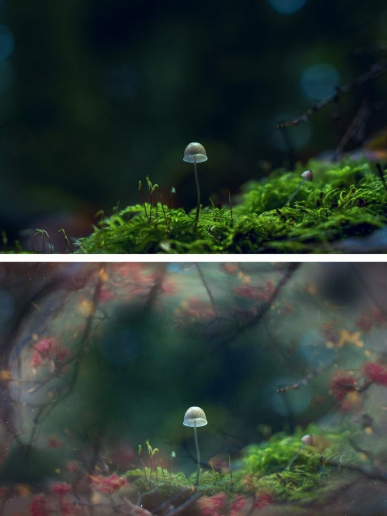 May include: A single, small, white mushroom growing in a bed of green moss. The background is a blurred out green forest.
