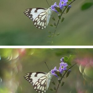 May include: A white and black butterfly with a light purple flower on a green stem. The background is blurred and green.