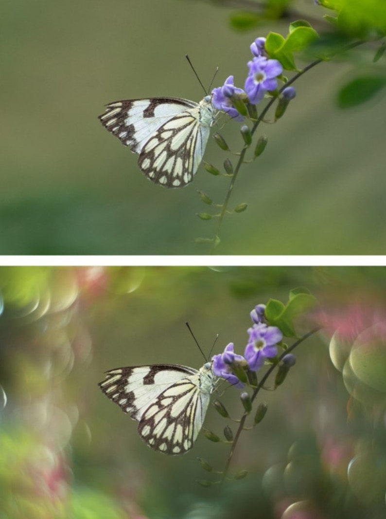 May include: A white and black butterfly with a light purple flower on a green stem. The background is blurred and green.