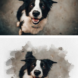 May include: A black and white border collie dog with brown eyes looks up at the camera with its mouth open in a smile. The dog is sitting on a gray concrete surface.