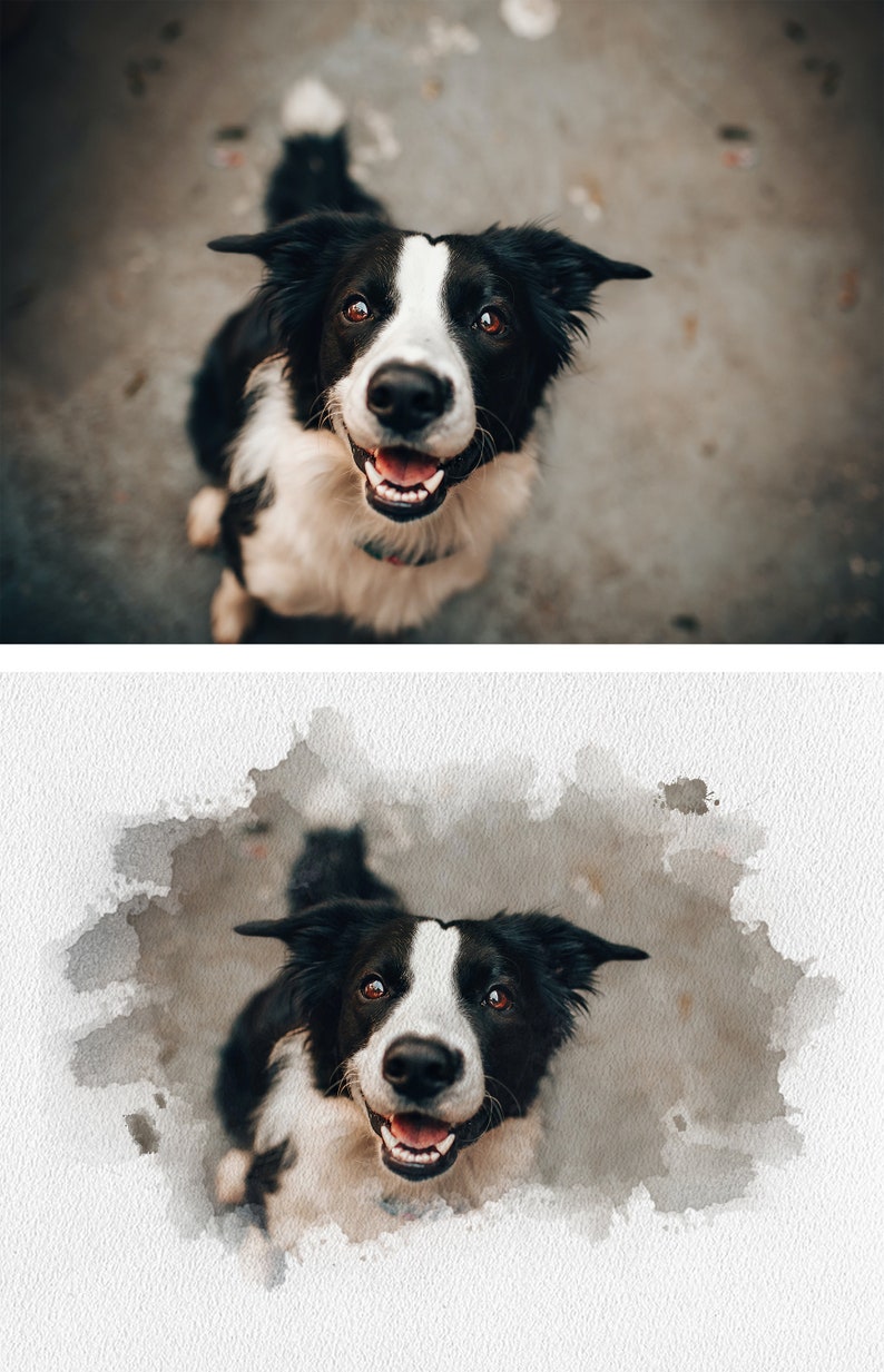 May include: A black and white border collie dog with brown eyes looks up at the camera with its mouth open in a smile. The dog is sitting on a gray concrete surface.