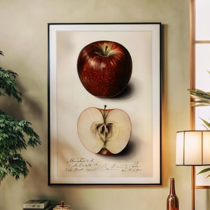 Vintage Apple Botanical Print – McIntosh Apple Wall Art for Kitchen or Pantry, Fruit Illustration Poster, Antique Food Study Artwork