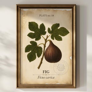 Puede incluir: Lámina botánica enmarcada de una rama de higuera con un higo maduro y hojas verdes. La impresión está etiquetada como "Fig" y "Ficus carica" sobre un fondo de papel envejecido. El marco es dorado.