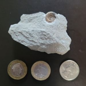 Ammonite in stone. British Ammonite. Dorset Ammonite. Jurassic coast, Dorset, England