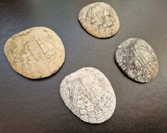 エンロールド・ファコプス三葉虫化石 – 幼生三葉虫標本 – モロッコ産三