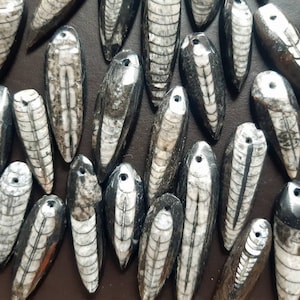 Op de afbeelding: Een verzameling gefossiliseerde nautilusschelpen, elk met een geboord gat. De schelpen vertonen een mix van zwarte, witte en grijze patronen, met zichtbare interne structuren. De nautilusschelpen zijn dicht bij elkaar geplaatst.