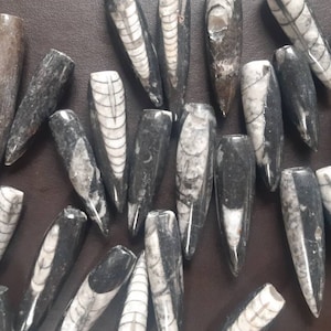 Lotto di 3. Ciondoli a pendolo fossili Orthoceras. Ideali per la creazione di gioielli.