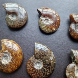Ammonite. Ammonite marocchina. Opalizzata