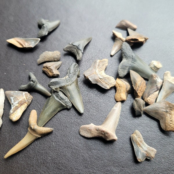 Dents de requin fossiles (sac de 12 g, au moins 14 dents). Du Maroc et des États-Unis. Idéal pour votre collection ou la fabrication de bijoux