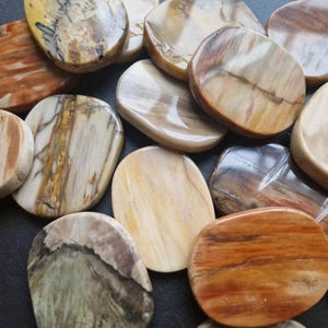 Förstenad träpalmsten - Fossil orosten
