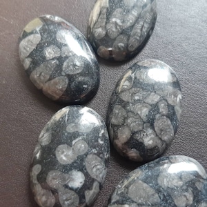 Lotto di 3. Cabochon di marmo di Kilkenny. Calcare corallino fossile. Ideale per la creazione di gioielli.